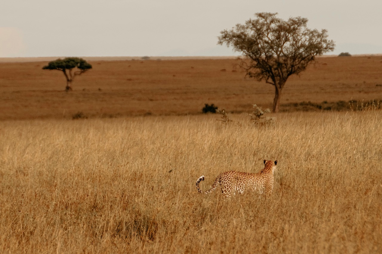 Cheetah in golden savanna