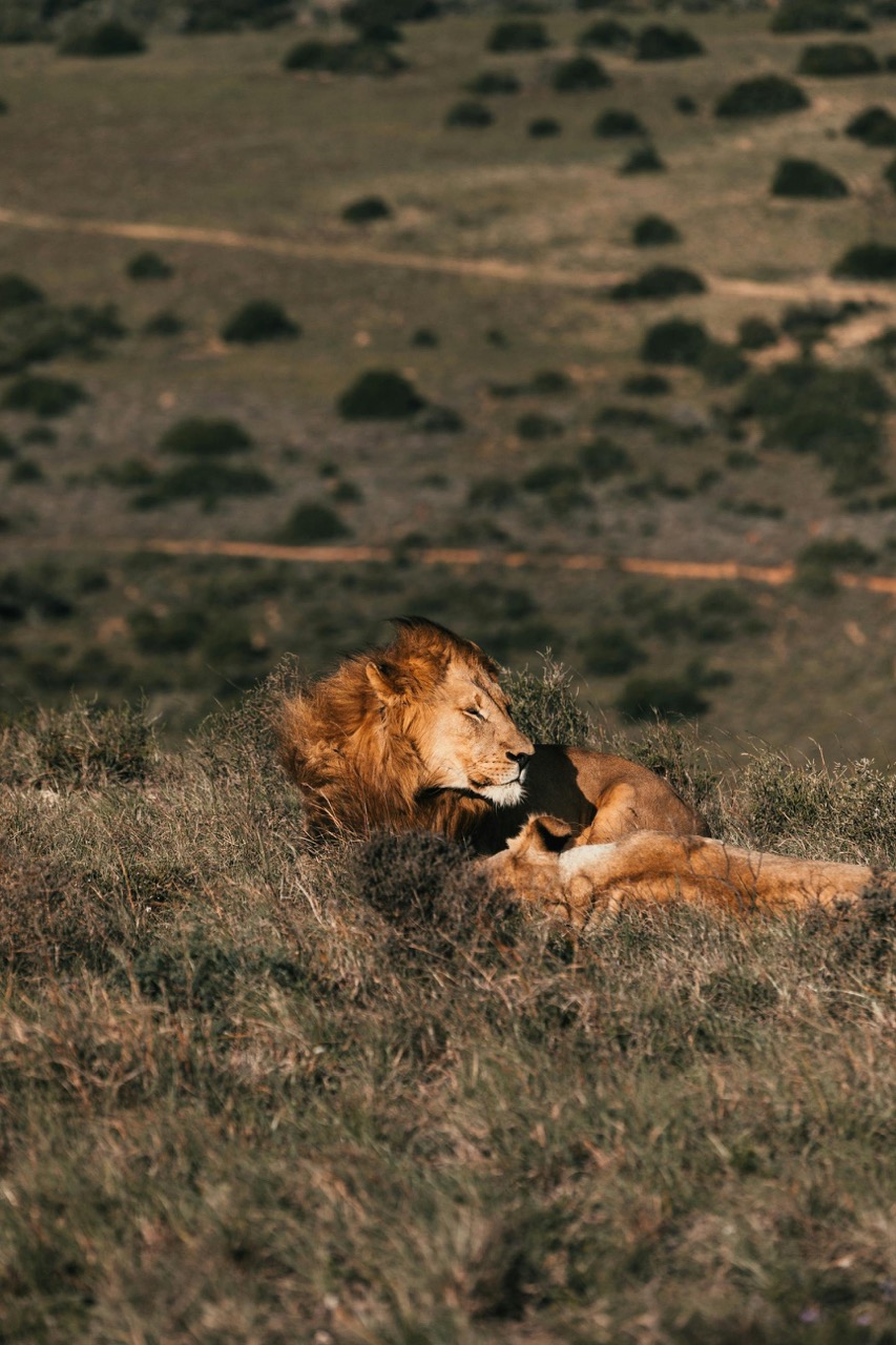 Lions in the wild