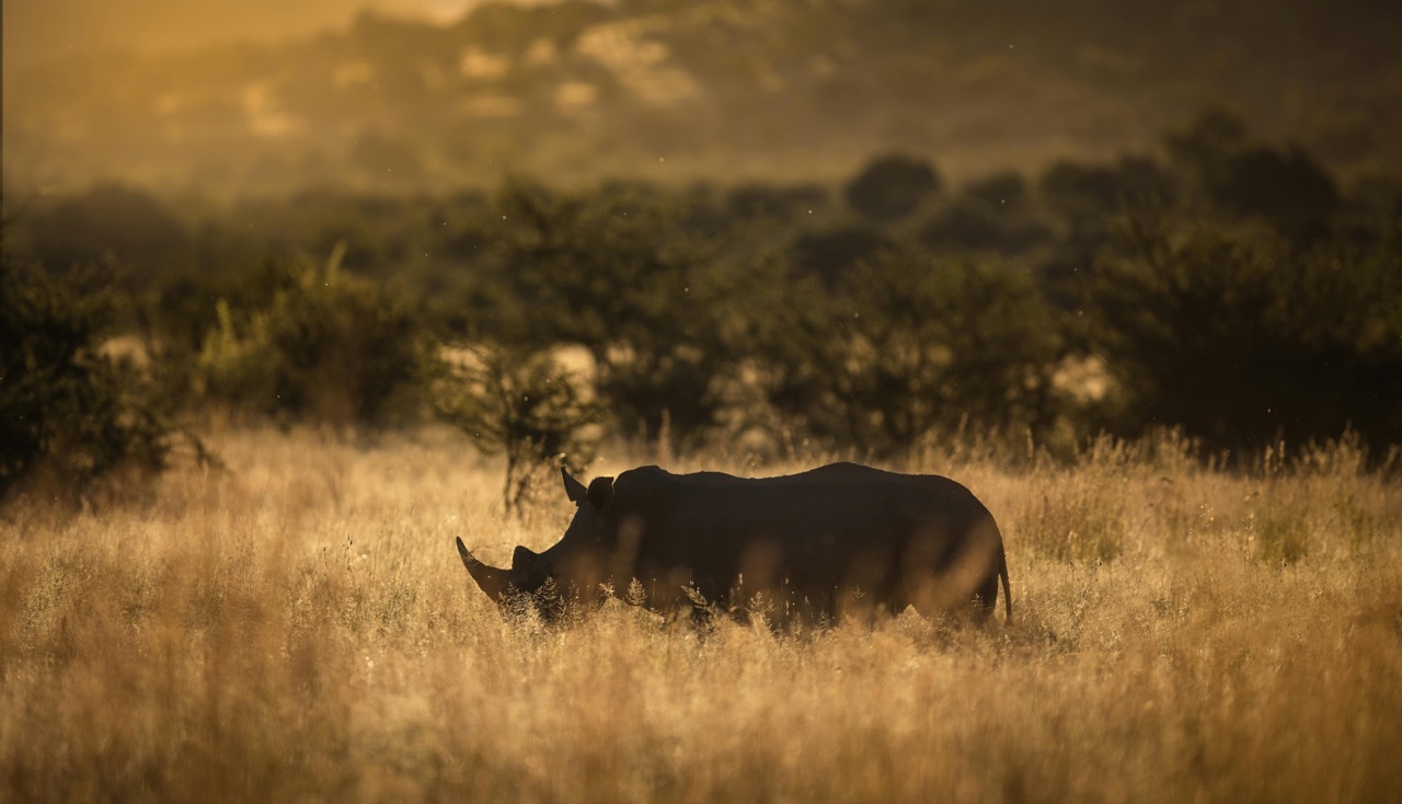 Rhino silhouette in golden savanna at sunset