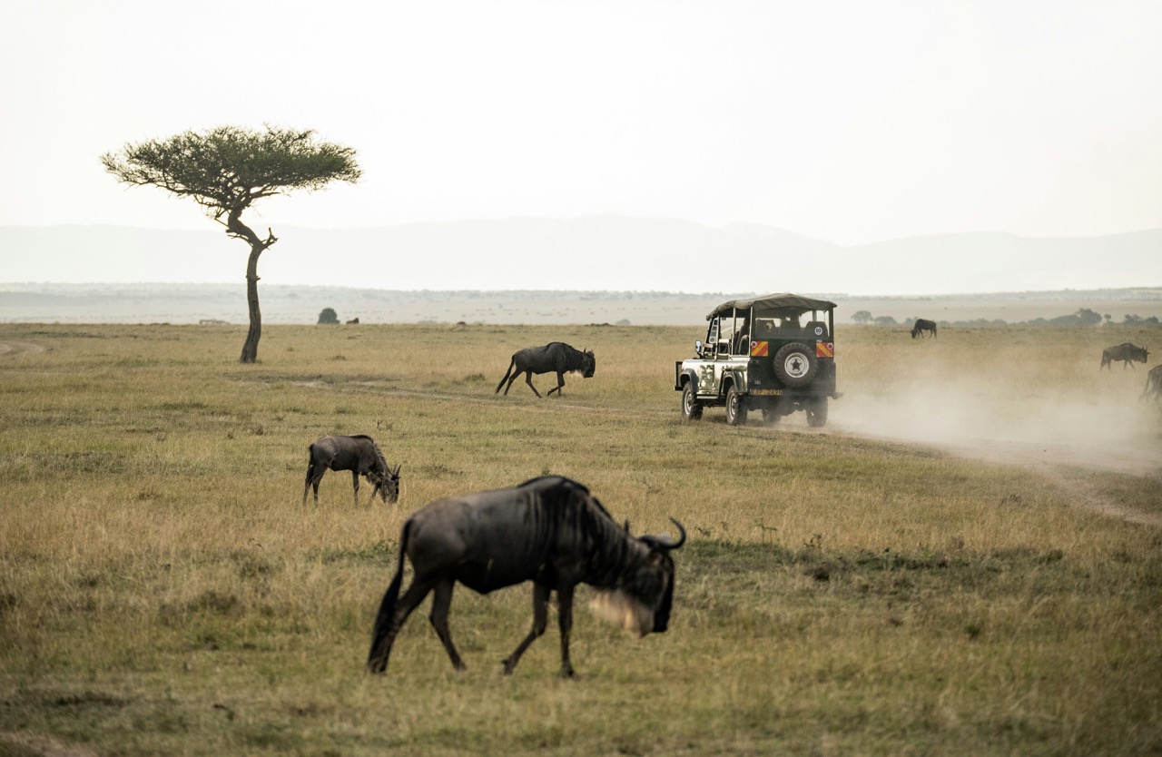 Safari vehicle with wildebeest in savanna