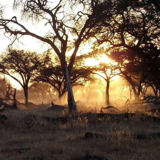 African savanna at sunset with acacia trees silhouetted against golden sky